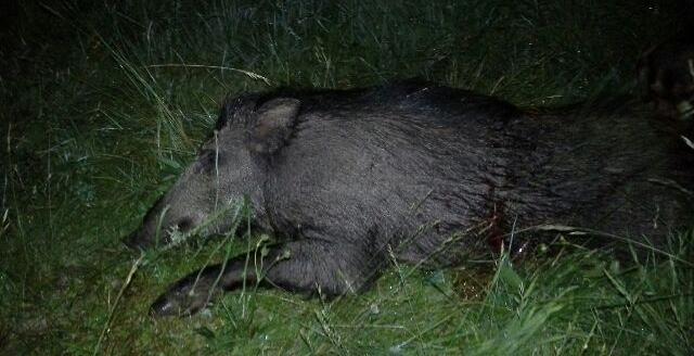 Wild boar