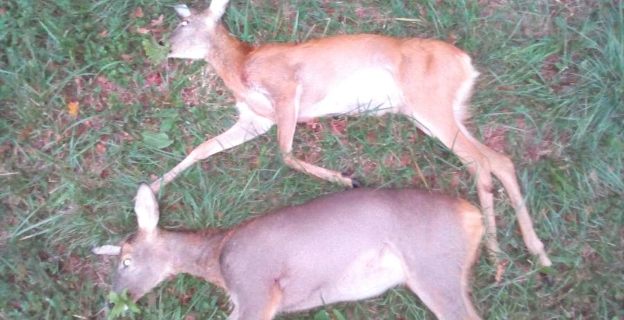 Roe deer doe with fawn