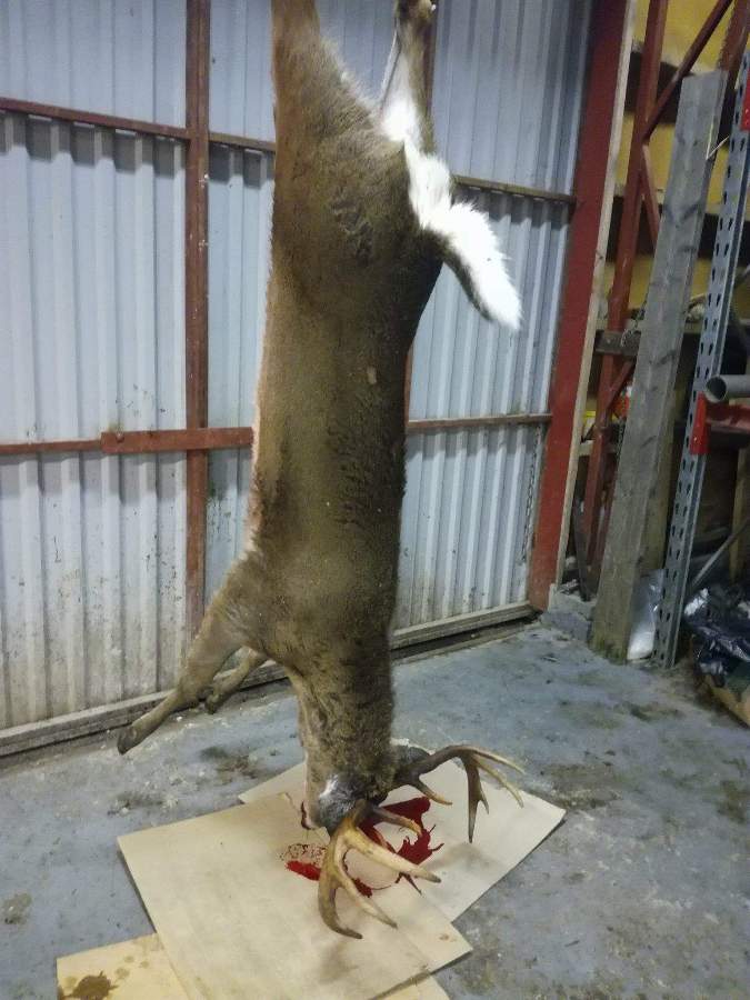 fox bullets white tail deer finland