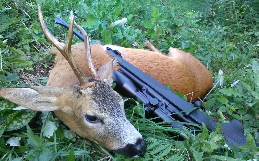 Fox bullets roe deer buck
