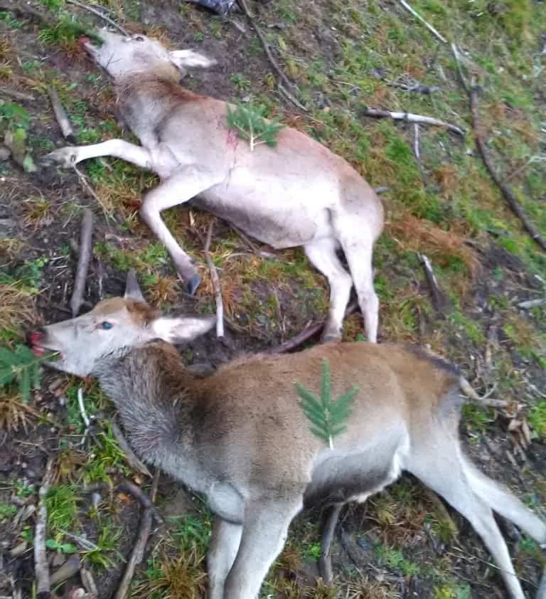 Fox bullets red deer doe and calf