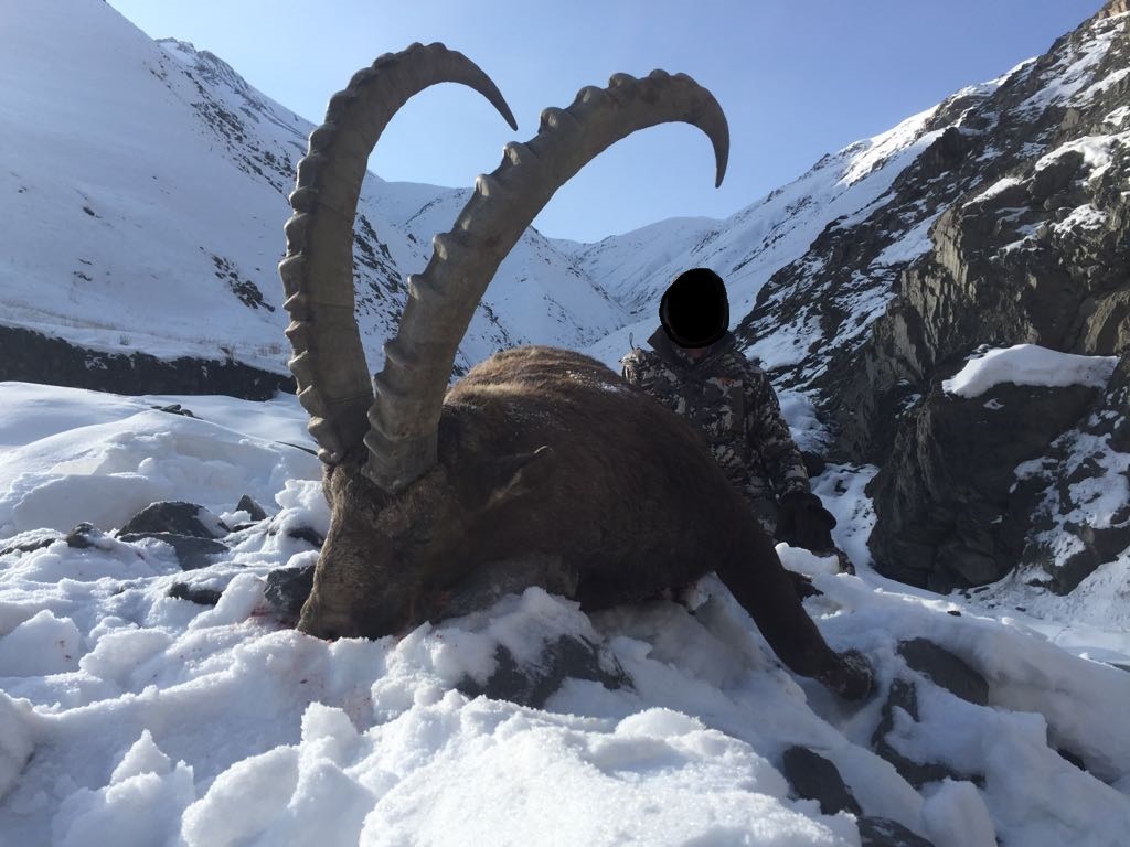 Fox Bullets_marco polo sheep