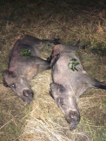 fox bullets_double luck